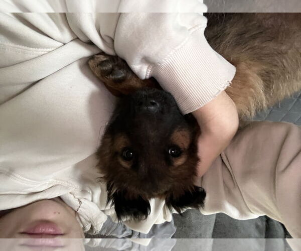 Medium Photo #5 German Shepherd Dog Puppy For Sale in Seattle, WA, USA