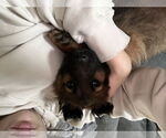 Small #4 German Shepherd Dog