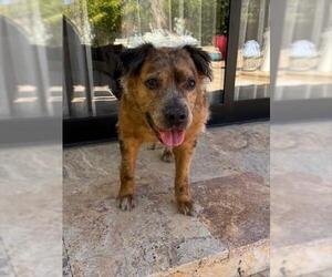 Labrador Retriever-Unknown Mix Dogs for adoption in Las Vegas, NV, USA