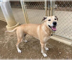 Great Dane-Unknown Mix Dogs for adoption in Plano, TX, USA