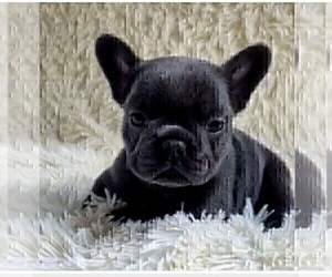 French Bulldog Puppy for Sale in FT LAUDERDALE, Florida USA