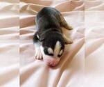 Small Photo #1 Siberian Husky Puppy For Sale in KANSAS CITY, MO, USA