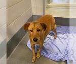 Small #1 Labrador Retriever Mix