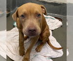 Small #1 American Staffordshire Terrier Mix
