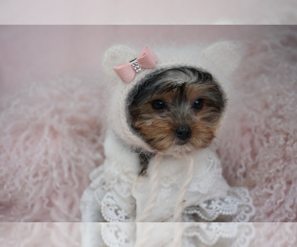 Medium Photo #1 Yorkshire Terrier Puppy For Sale in PEMBROKE PINES, FL, USA