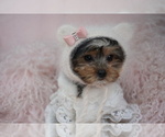 Puppy Puppy 6 Yorkshire Terrier