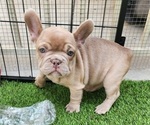 Small #6 French Bulldog