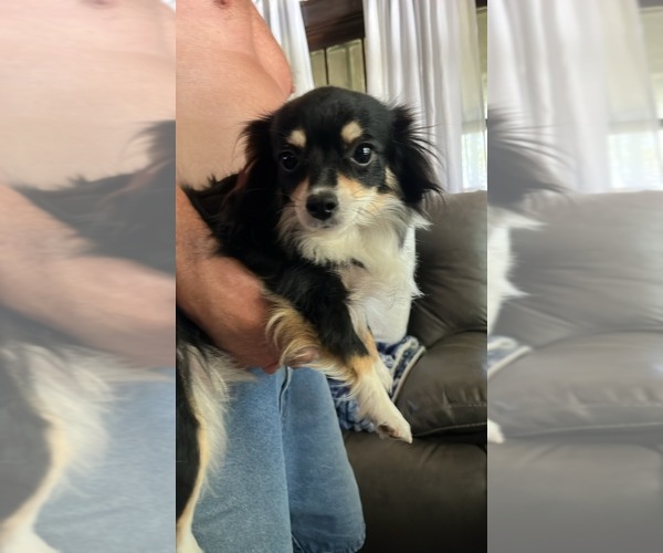 Medium Photo #1 Chihuahua Puppy For Sale in AMHERST JUNCTION, WI, USA