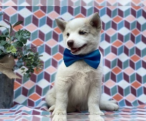 Pomsky Puppy for sale in LANCASTER, PA, USA