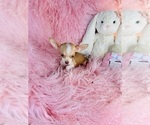 Small #12 Chihuahua
