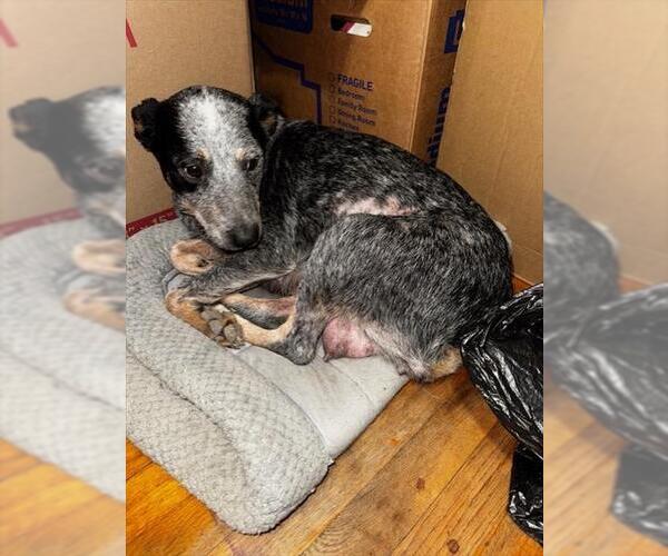 Medium Photo #1 Mutt Puppy For Sale in San Antonio, TX, USA