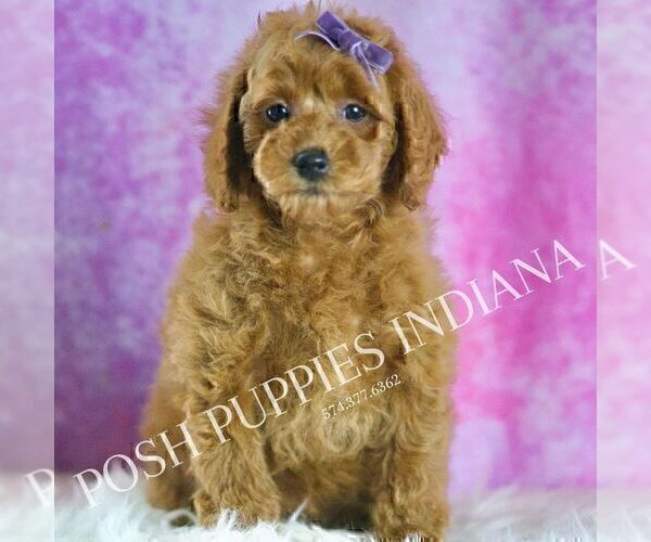 Medium Photo #49 Poodle (Miniature) Puppy For Sale in WARSAW, IN, USA