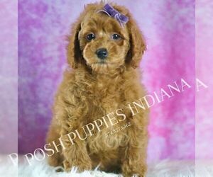Medium Poodle (Miniature)