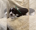 Small Photo #5 English Springer Spaniel Puppy For Sale in JEANNETTE, PA, USA