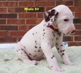 Small Photo #8 Dalmatian Puppy For Sale in ELKMONT, AL, USA