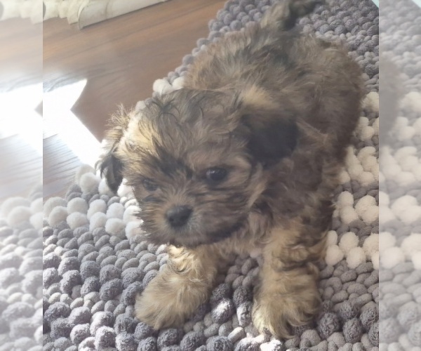 Medium Photo #2 Mal-Shi Puppy For Sale in CEDAR RAPIDS, IA, USA