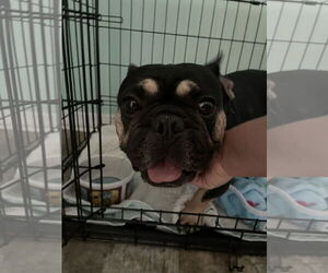 French Bulldog Dogs for adoption in Valrico, FL, USA