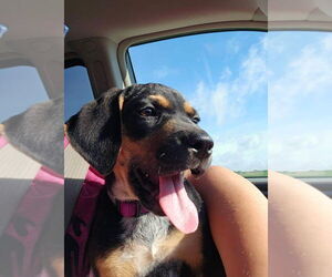 Doberman Pinscher-Unknown Mix Dogs for adoption in Minneaoplis, MN, USA