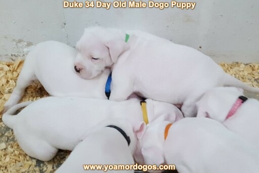 Medium Photo #87 Dogo Argentino Puppy For Sale in JANE, MO, USA
