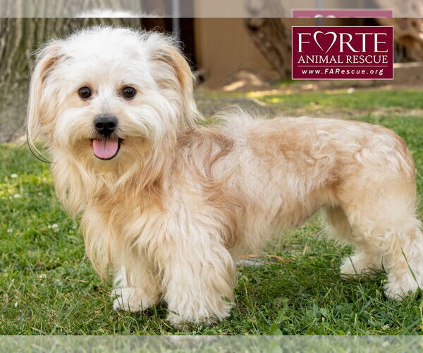 Medium Photo #2 Havanese-Unknown Mix Puppy For Sale in Marina del Rey, CA, USA