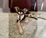Small #1 Siberian Husky Mix