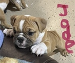 Small Photo #2 English Bulldog Puppy For Sale in BUCKEYE, AZ, USA