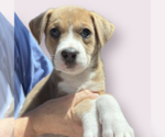Small #1 Mutt
