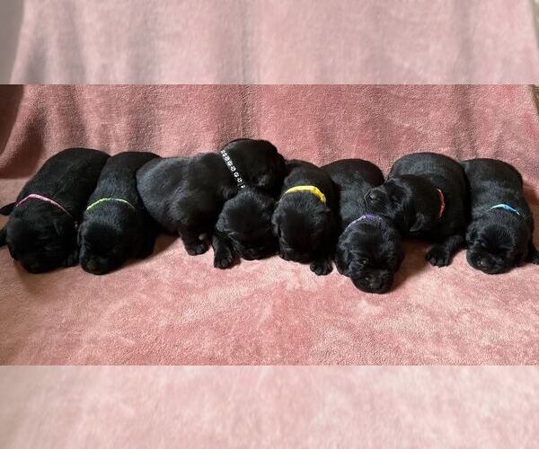 Medium Photo #1 Labrador Retriever Puppy For Sale in CLARKESVILLE, GA, USA