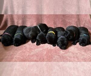 Labrador Retriever Puppy for Sale in CLARKESVILLE, Georgia USA