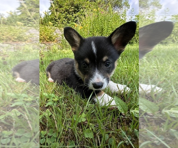 Medium Photo #61 Pembroke Welsh Corgi Puppy For Sale in PERKINSVILLE, VT, USA