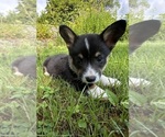 Small Photo #61 Pembroke Welsh Corgi Puppy For Sale in PERKINSVILLE, VT, USA