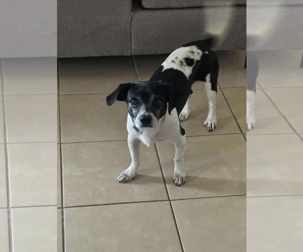 Medium Photo #3 Rat-Cha Puppy For Sale in Princeton, MN, USA