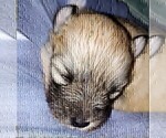 Small Photo #12 Pomsky Puppy For Sale in LOVELAND, CO, USA