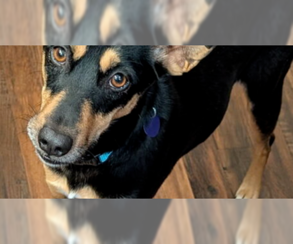 Medium Photo #2 Mutt Puppy For Sale in Springdale, PA, USA