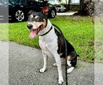Small #8 Rat Terrier