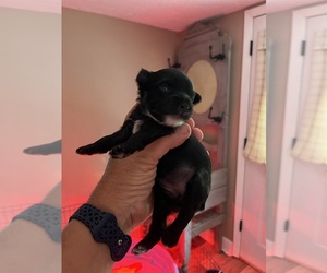 YorkiePoo Puppy for sale in WHITE OAK, GA, USA