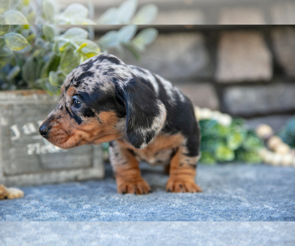 Medium Photo #3 Dachshund Puppy For Sale in SUGARCREEK, OH, USA