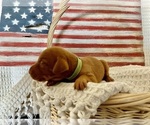 Puppy Miss Sky Blue Vizsla