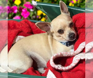 Chihuahua-Unknown Mix Dogs for adoption in Cranston, RI, USA