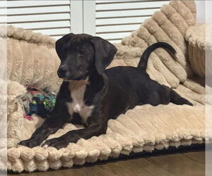 Plott Hound-Unknown Mix Dogs for adoption in Germantown, OH, USA