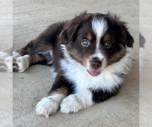 Miniature Australian Shepherd Puppy for sale in CANTON, TX, USA