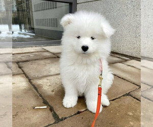 Samoyed Puppy for sale in SAN JOSE, CA, USA