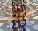 Small Photo #8 Yorkshire Terrier Puppy For Sale in AKRON, OH, USA