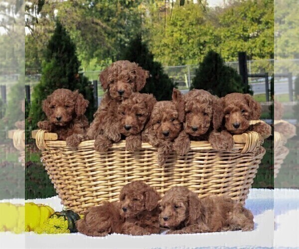 Medium Photo #2 Poodle (Miniature) Puppy For Sale in GAP, PA, USA