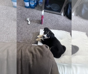 Bernese Mountain Dog-Siberian Husky Mix Puppy for sale in LANCASTER, PA, USA