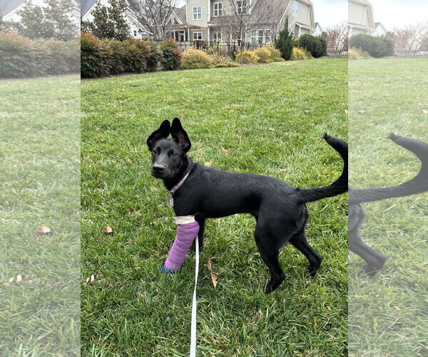 Medium Photo #4 Labrador Retriever-Unknown Mix Puppy For Sale in Holly Springs, NC, USA