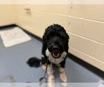 Small Portuguese Water Dog