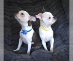 Small #8 Boston Terrier