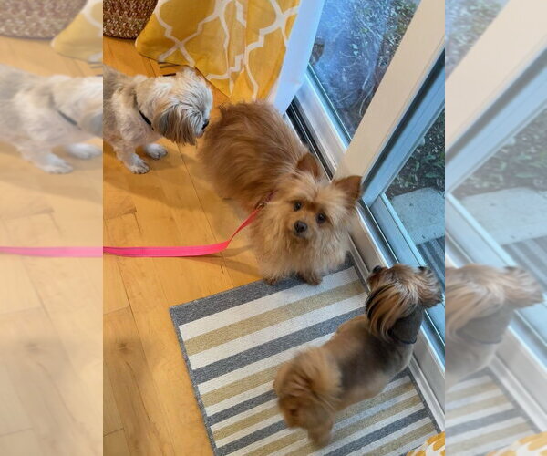 Medium Photo #3 Mutt Puppy For Sale in Mundelein, IL, USA