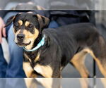 Small #3 Mutt
